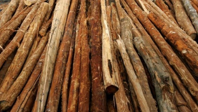 Tập đoàn Nhật Bản sản xuất nhiên liệu cho máy bay từ gỗ rừng